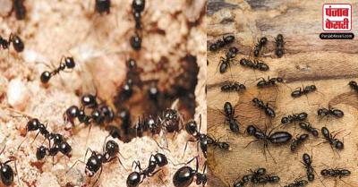 बेहद शुभ माना जाता है घर में चींटियों का इस तरह निकलना, धन की होगी वर्षा