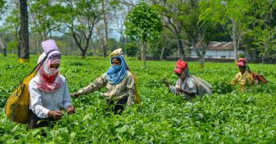 लॉकडाउन : असम, पश्चिम बंगाल में चाय उद्योग को हुआ 2,100 करोड़ रुपये के राजस्व का नुक्सान