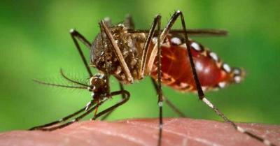 Dengue : 2017 के बाद राजधानी में डेंगू के सबसे अधिक केस, 30 जुलाई तक 170 मामले हुए दर्ज
