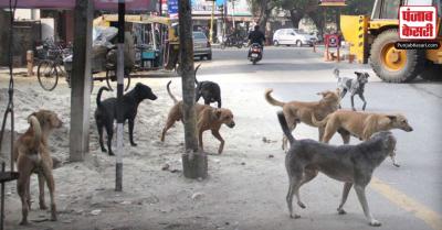 उत्तर प्रदेश : पिटबुल Attack के बाद बढ़े आवारा कुत्तों के हमले, 6 लोगों को बनाया शिकार