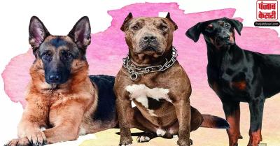 श्रवण नाथ नगर में भी पिटबुल, रॉटवीलर, जर्मन शेफर्ड, डॉबरमैन, बुलडॉग जैसे खतरनाक कुत्तों को पाल रहे हैं लोग, मुकदमा दर्ज करने की मांग