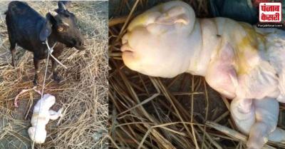 Assam: बकरी ने दिया इंसान जैसी शक्ल के बच्चे को जन्म,अजीबो-गरीब तस्वीरें देख लोग हुए हैरान