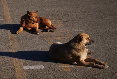 Dogs on street chase female in heat best sale