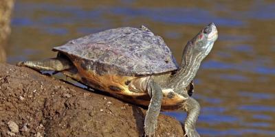 In Modi S Constituency A Wildlife Sanctuary Is Quietly Being Erased