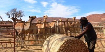 Shooters Prepare To Kill 10 000 Camels In Water Starved Fire Ravaged Australia