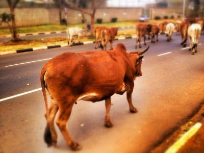The Beef Ban Effect Stray Cattle Broken Markets And Boom Time For Buffaloes