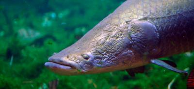 Enormous Alien Fish Spotted In Kerala S Rivers After 2018 Floods