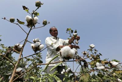 10 Tips To Boost Cotton Yields And Fiber Quality Crop Science Us