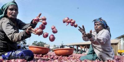 Onion Crisis Reveals How Little the Government Can Do When the Chips Are  Down