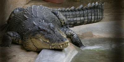 Crocodile Conservation Doesn T Need A Straw Man