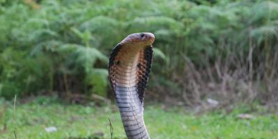 The monocled cobra, Naja kaouthia, from Arunachal Pradesh. Photo: Gerard Martin