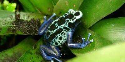 How Naming Poison Frogs Helps Fight Their Illegal Trade