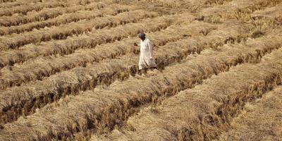 Representative image of a Punjab farm. Photo: Reuters