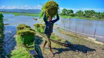 A farmer carrying fodder for his domestic animals walks on a submerged field after monsoon rain, in Morigaon District, Wednesday, August 19, 2020. Photo: PTI