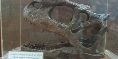 Exhibit of Rajasaurus Narmadensis at Regional Museum of Natural History, Bhopal. Photo: Wikimedia Commons/Swapnil.Karambelkar CC BY SA 4.0