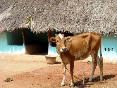 What Tamil Nadu's Experience With Private Milk Procurement Tells us About  the Pitfalls Of New Farm Bills