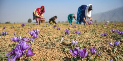 A family plucks saffron flowers from a field at Pampore in Pulwama district of south Kashmir, Tuesday, Oct. 27, 2020. It is unclear whether agriculture falls within the ambit of the new orders. Photo: PTI
