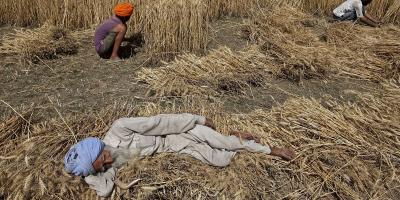 Farmers in a field of wheat crop in Punjab. Photo: REUTERS/Ajay Verma