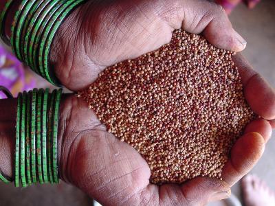 Representative image of millet seeds. Photo: IFPRI/Flickr  (CC BY-NC-ND 2.0)