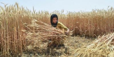 A farmer harvests wheat at a village in Ghaziabad district, Saturday, April 10, 2021. Photo: PTI/Arun Sharma