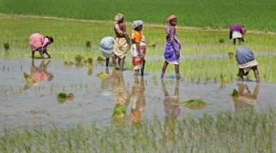 Representative image of workers sowing paddy. Photo: Michael Foley/Flickr CC BY NC ND 2.0