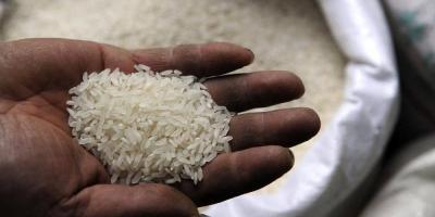 A person holds rice grains in their hands. Photo: Reuters/Files