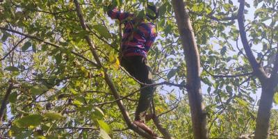 Harvesters may need to climb 10-20 feet up on the slippery walnut trees to obtain the fruits. Photo: