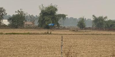 A field cultivated by Vantangiyas, with electric fencing. Photo: Manoj Singh