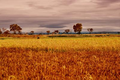 Representative image of a wheat field. Photo: Nupur Dasgupta/Flickr (CC BY 2.0)
