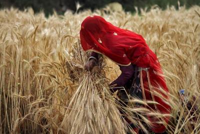 A veiled woman farmer harvests a wheat crop in a field on the outskirts of Ajmer in Rajasthan. Photo: Reuters/Himanshu Sharma