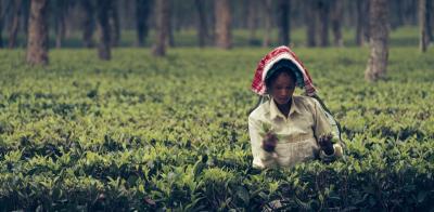 Representative image of an employee at a tea plantation. Photo: Frank Busch/Flickr (CC BY-NC 2.0)