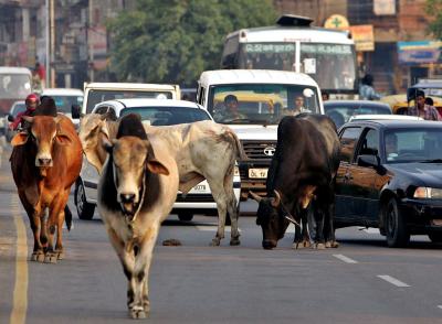 Stray cows. Representative image. Credit: Reuters/Kamal Kishore