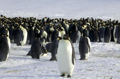 Emperor penguins are seen in Dumont d'Urville, Antarctica April 10, 2012. Photo: Reuters/Martin Passingham/File Photo