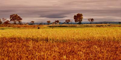 Representative image of a wheat field. Photo: Nupur Dasgupta/Flickr (CC BY 2.0)