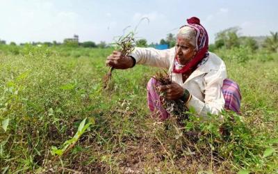 Representative image: Shantabai Chikhale, a farmer, harvests damaged soybean crops at Kalamb village in Pune district in Maharashtra, November 11, 2019. Photo: Reuters/Rajendra Jadhav/Files