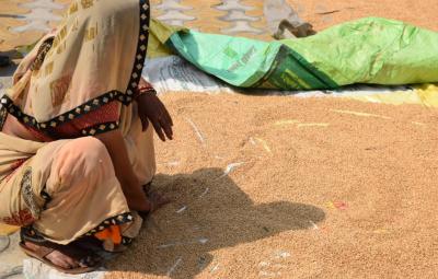 Representative image of a woman spreading wheat grains to dry. Photo: Ismat Ara