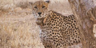 Representative image of an African cheetah. Photo: Armand Kamffer/Unsplash