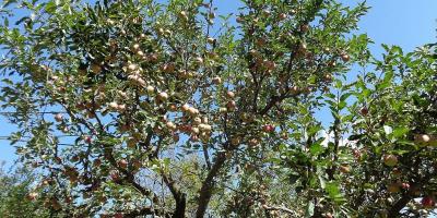 An apple tree ready for harvest near Manimahesh lake in Himachal Pradesh. Photo: Wikimedia Commons/ Hiteshsamm