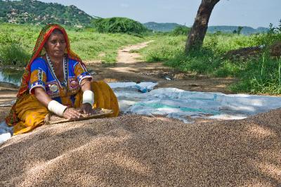Representative image of a woman cleaning sorghum grains in Andhra Pradesh. Photo: ICRISAT/Flickr CC BY-NC 2.0 DEED
