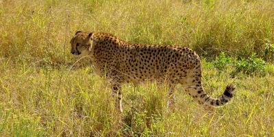 Representative image of a cheetah. Photo: Jens Teichmann/Pixabay