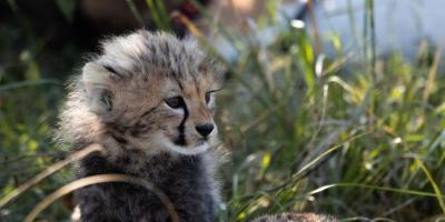 Representative image of a cheetah cub. Photo: Vishva Patel/Pexels
