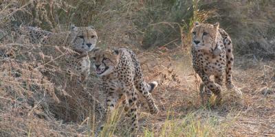 Cheetahs in Kuno National Park. Photo: X/@moefcc
