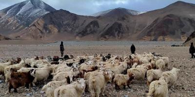Animals grazing in the border areas of eastern Ladakh. Photo: X/@kstanzinladakh