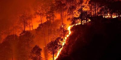 Wildfire in the Bandipur National Park, 2019. Photo: NaveenNkadalaveni/CC BY-SA 4.0