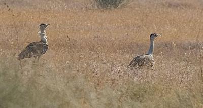 Two Great Indian Bustards. Photo: Chinmayisk/CC BY-SA 3.0