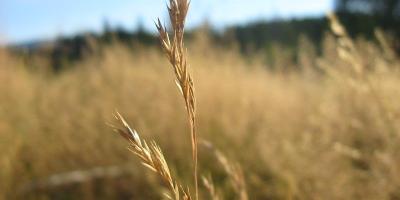 Representative image of the wheat crop. Photo: Flickr/beana_cheese (CC BY-NC 2.0)