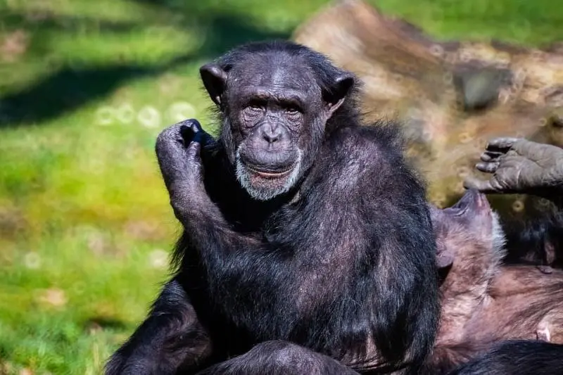 Uk Scientists Link Chimpanzee Lip Smacking To Human Speech
