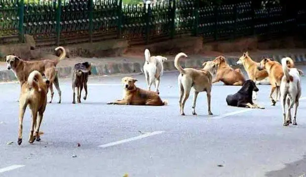 Killing of canines not the solution to stray dog menace says Kerala  Minister | udayavani