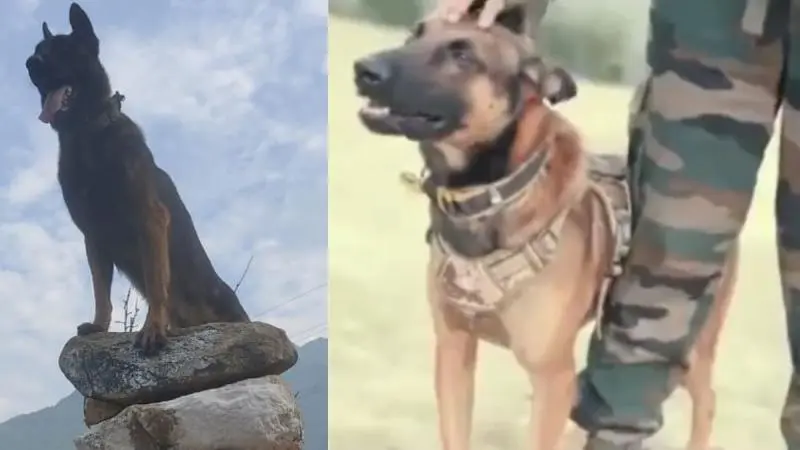 Army dog